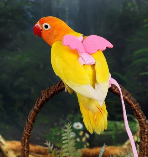 Vista 2 de 3 piezas de arnés volador loro traje mascota pájaro al aire libre entrenamiento cuerda cacatúa suministros guacamayo accesorios cosas para budgie