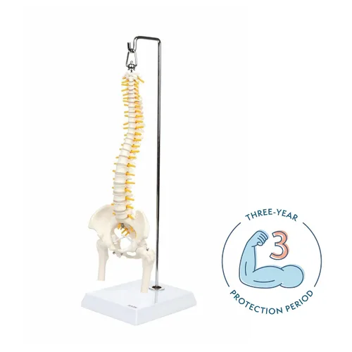 Vista 2 de Axis Scientific mini modelo de anatomía de columna vertebral, incluye nervios y viene con soporte resistente. Nervios espinales, cabezas de fémur