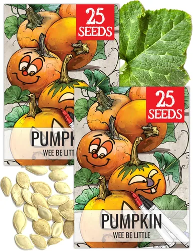 Vista 27 de Seed Needs Semillas de calabaza para plantar calabazas pequeñas de tarta de azúcar, semillas de verduras sin OMG y sin tratar para plantar un huerto