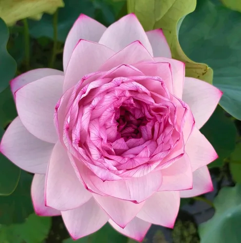 Vista 5 de Color mezclado Bonsai Bowl Lotus Water Lily Semillas (30 PCS)