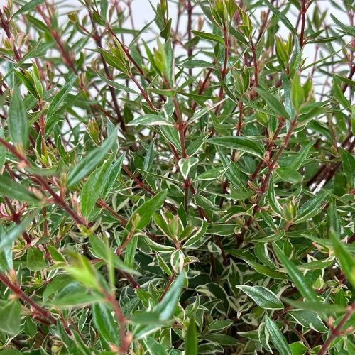 Vista 3 de Blooming & Beautiful Confeti Abelia, 3 galones Arbusto de hoja perenne compacto - Follaje verde y crema abigarrado - Planta de paisaje vivo al