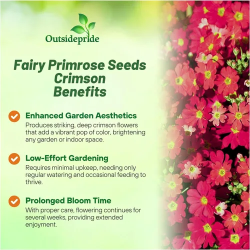 Vista 3 de Outsidepride 1000 Semillas Perennes Primula Crimson Fairy Primrose Flower Seeds para plantar