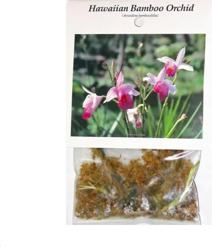 Vista 3 de Bulbos fragantes de orquídeas de bambú hawaiano, paquete de 5 plantas con flores vivas