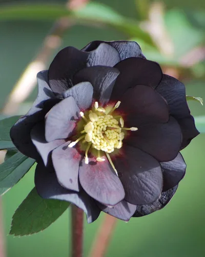Vista 2 de Perennial Farm Marketplace Helleborus x Winter Jewels 'Onyx Odyssey' (rosa lentense) perenne, 1 cuarto de galón, flores cercanas a negras