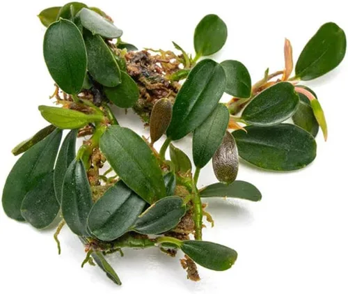 Vista 40 de SubstrateSource Bucephalandra Brownie Phantom - Planta de acuario viva – Decoración natural de pecera de agua dulce, decoración acuática