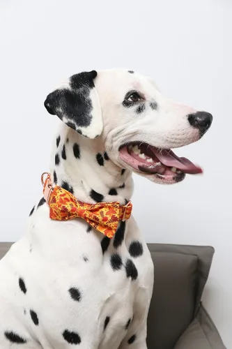 Vista 5 de Collar para perro con moño de Lionet Paws - Lindo collar ajustable de algodón con moño de otoño y hebilla de metal para perros pequeños, medianos