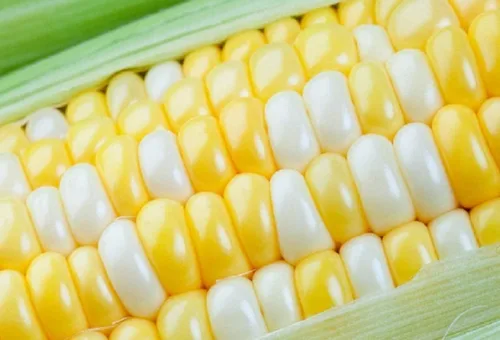Vista 10 de Semillas de huerto para plantar - Cultiva verduras tradicionales (pimienta de 5 colores)