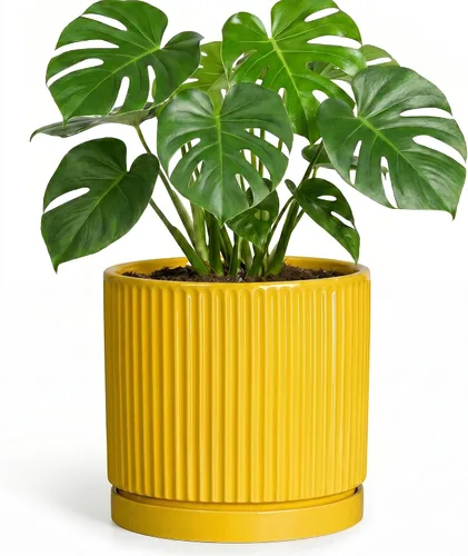 Vista 20 de 8 Inch Flower Pot, Ceramic Planters, Round Plant Pot, Beige