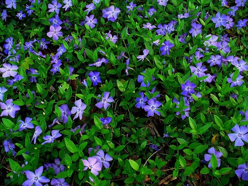 Vista 24 de Greenwood Nursery: Plantas vivas de cobertura del suelo - Bugleweed Blueberry Muffin + Ajuga Reptans - [Cantidad: 1x Maceta de Pinta]