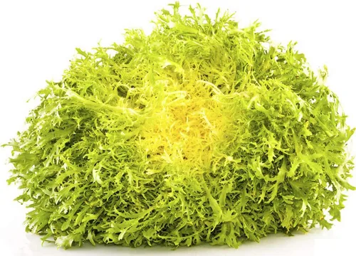 Vista 2 de Semillas Endive Lechuga Amarillo Corazón Rizado Frisee 50 Días para Ensalada Vegetales No OGM para Plantar 700 Semillas