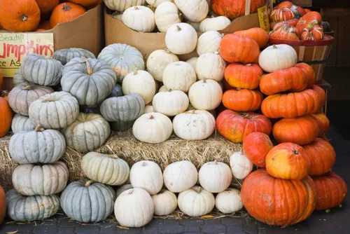 Vista 2 de Jarrahdale - Semillas grandes de calabaza azul, de 6 a 10 libras, una de las calabazas más interesantes y decorativas, así como deliciosas