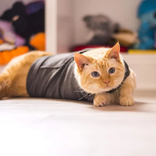 Vista 5 de ThunderShirt Classic - Chaqueta contra la ansiedad para gatos, gris sólido, pequeña