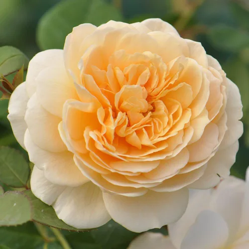 Vista 2 de Rosas trepadoras inglesas de reliquia, planta de raíz propia viva para jardín al aire libre, Teasing Georgia™, Zonas de rusticidad muy fragantes