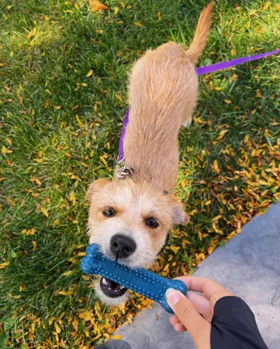 Vista 2 de Nylabone Original Bone Flexi - Paquete económico de juguetes masticables para perros, juguetes duraderos para masticadores moderados, hueso