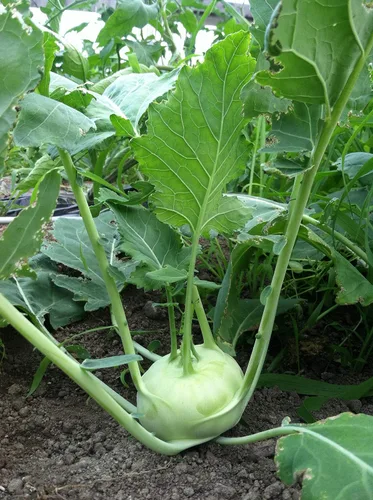 Vista 7 de Bienal Colinabo Gigante Col Verde No GMO Heirloom