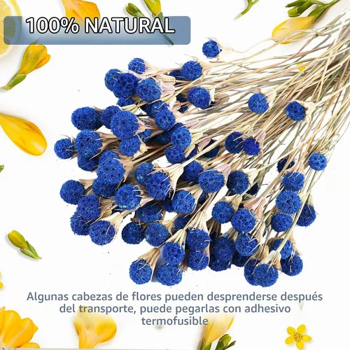 Vista 3 de 40 flores de cardo seco azul, ramo floral natural de 17 pulgadas