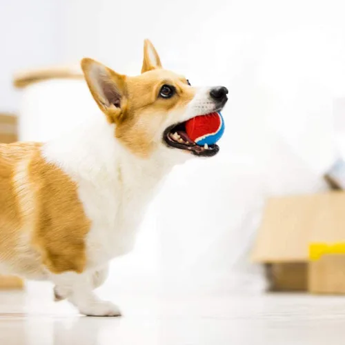 Vista 2 de Gigwi Pelota de tenis chirriante para perros, pelota interactiva para perros pequeños y medianos, juguete de goma colorido y de rebote alto de 2.5