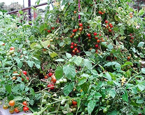 Vista 6 de Más de 20 semillas de tomate de grosella más pequeña del mundo, temprano, reliquia sin OMG, raras, tempranas, vigorosas, dulces, indeterminadas