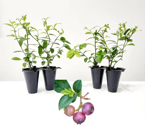 Vista 9 de Planta de Arándano Biloxi (Paquete de 4) Viva en venta Plantas fáciles de cultivar Planta de frutas comestibles para vida sostenible Cultiva