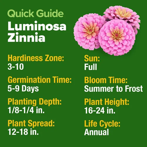Vista 4 de HOME GROWN Semillas de zinnia rosa – 300 zinnias Luminosa 0.5g, semillas anuales de flores fáciles de cultivar para plantar al aire libre para 2026