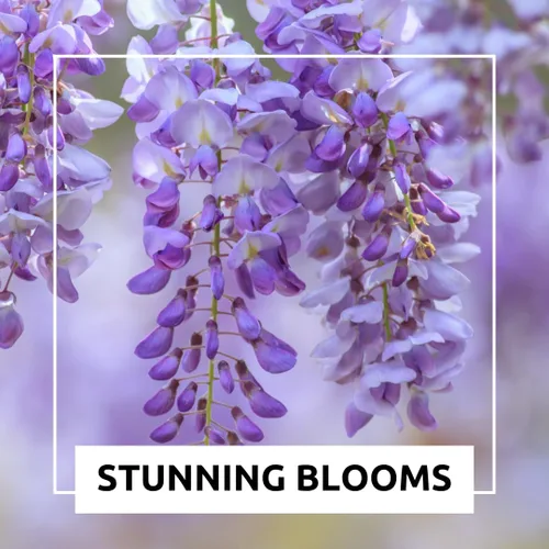 Vista 5 de Semillas de bonsái de glicina llorona para plantar – 10 semillas Flores moradas en cascada Bonsái de floración al aire libre Árbol de vid