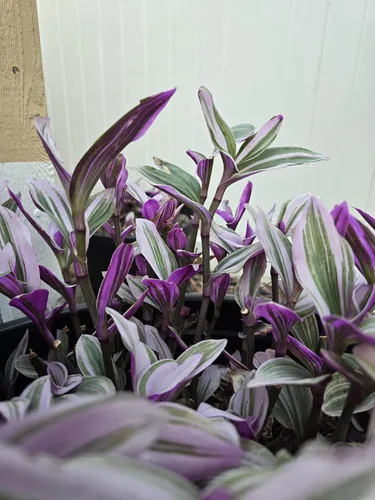 Vista 8 de Pink Wandering Jew Set of 1 Tradescantia Nanouk Live Plants Rooted in 4 inch Pot