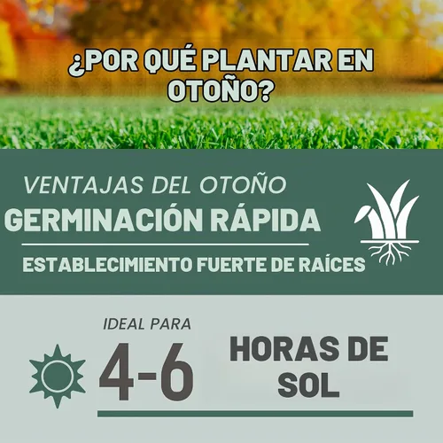 Vista 12 de Pennington Kentucky 31 Semilla de Césped Festuca Alta Penkoted 7 lb