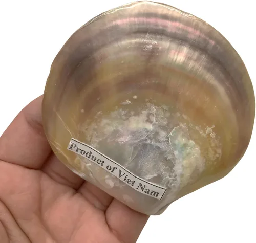 Vista 3 de PEPPERLONELY 4 unidades de plata perla M.O.P. Natural Pearl Oyster Sea Shells, 2-1/2 pulgadas ~ 3-3/4 pulgadas