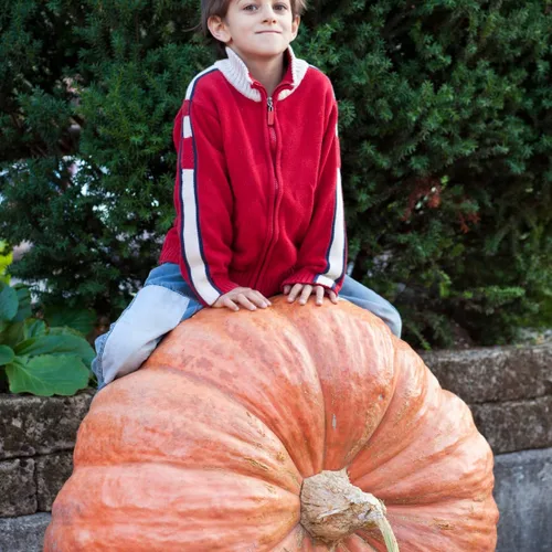 Vista 5 de Brownie Brand - Semillas de calabaza gigante Atlantic - Semillas tradicionales sin OMG para cultivar calabazas masivas de hasta 1,000 libras, alta