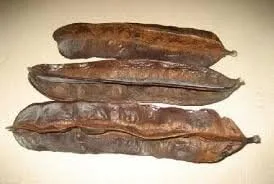 Vista 4 de Fruta des 4 cote, TETRAPLEURA TETRAPTERA, Prekese