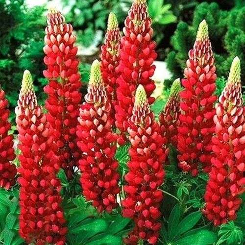 Vista 5 de Semillas Lupin Red Giant Tall Perenne Jardín Cortado Flores para Plantar No OGM