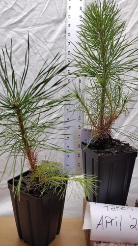 Vista 7 de Pino negro japonés Árbol de 1 año en maceta de vivero. Pinus thunbergii. Pino Thunbergiana. Pino verde. Listo para paisaje o bonsái