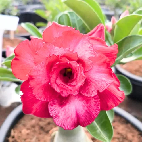Vista 2 de Planta de Rosa del Desierto Rosa Pálido, Arbustos de Rosa del Desierto Adenium Bien Enraizadas, 10-18 cm de Altura, Plántula Suculenta en Floración