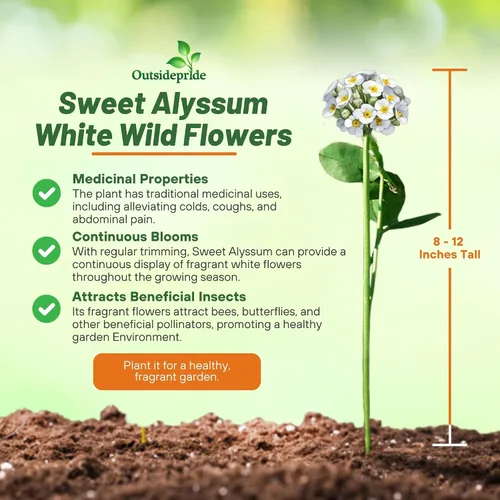 Vista 4 de Outsidepride Semillas de Alyssum dulces perennes – 1 libra de semillas blancas de lobularia marítima para cobertura del suelo, jardines aptos