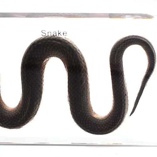 Vista 7 de Pisapapeles de serpiente espécimen para pisapapapeles de educación científica para libro para oficina para escritorio