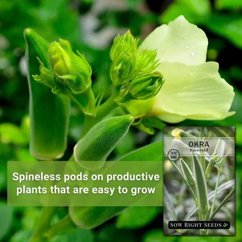 Vista 3 de Sow Right Seeds - Semillas de okra esmeralda para plantar - Paquete de reliquia sin OMG con instrucciones para plantar un huerto casero - Cápsulas