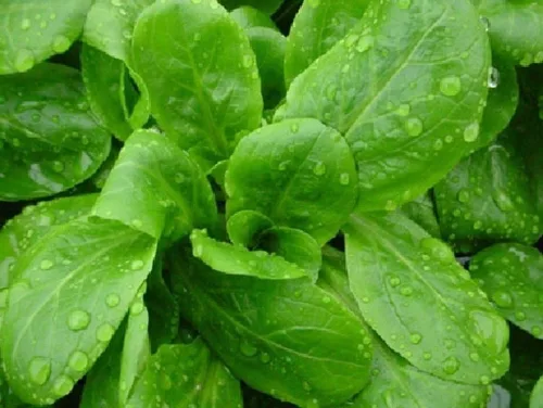 Vista 4 de Semillas de ensalada de maíz Aka, Mache,Lechuga de cordero, ensalada de campo, (Valerianella Locusta) (1/4 lb)