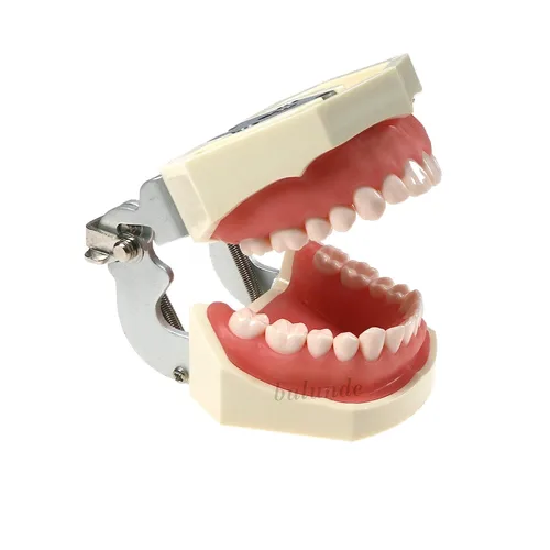Vista 2 de Dientes dentales Typodont modelo 28 dientes extraíbles compatibles con Kilgore Nissin Estudio de enseñanza completamente desmontable, con un