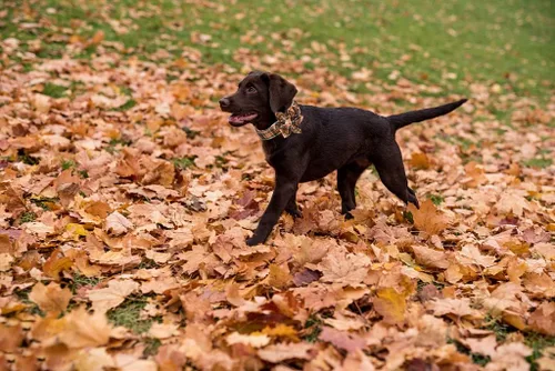 Vista 63 de Lionet Paws Collar de perro de Halloween con corbatín, bonito collar de algodón ajustable con hebilla de metal para perros pequeños, medianos y A