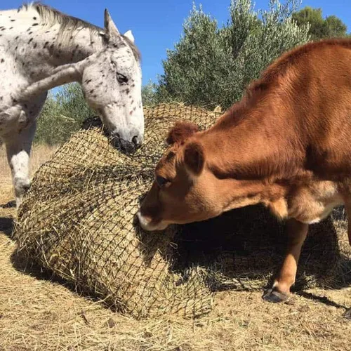 Vista 7 de Aoneky Bale Hay Net -Average Feed Haynet for Horses - 6 x 6 ft / 5 x 5 ft