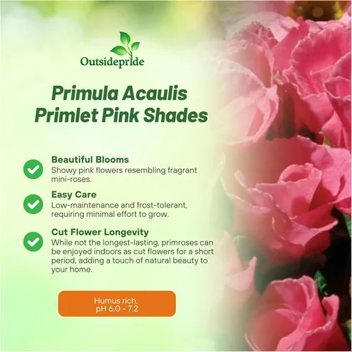 Vista 3 de Outsidepride 10 semillas anuales Primula común Primrose Primlet Pink Shades Semillas de flores para plantar