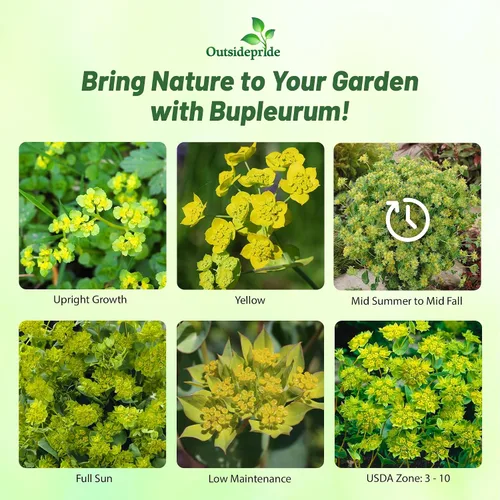 Vista 2 de Outsidepride Hare's Ear Bupleurum Seeds – 2000 unidades. Semillas anuales, tolerantes a la sequía y de bajo mantenimiento, semillas de flores