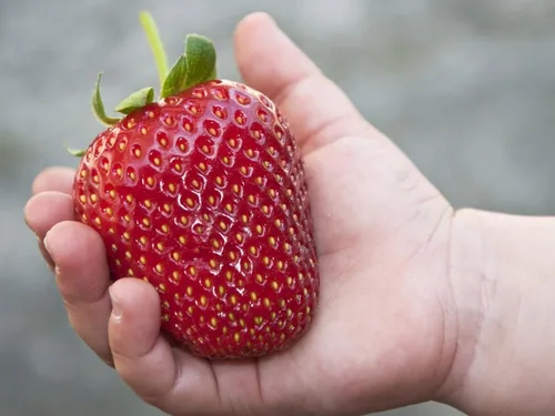 Vista 5 de Semillas de fresa gigante de jardín - Frutos perennes para plantar - Sin OMG