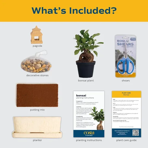 Vista 4 de Costa Farms - Kit de árbol bonsái vivo, incluye herramientas de bonsái, mezcla de tierra, maceta, arte y manualidades para niños y adultos