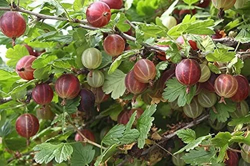 Vista 2 de Grosella espinosa, 'RED (2PLANT/Raíz) ¡Cultiva tu propia fruta fresca!