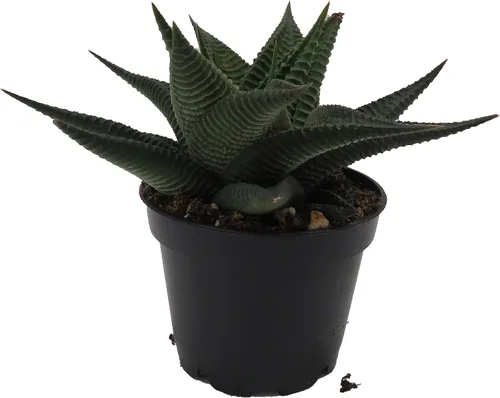 Vista 3 de Twister Haworthia limifolia – Olla de 2.5 pulgadas – Fácil de cultivar Suculenta