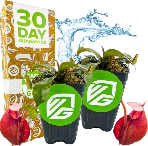 Vista 9 de Planta carnívora tropical Nepenthes Alata para jarrón, planta viva