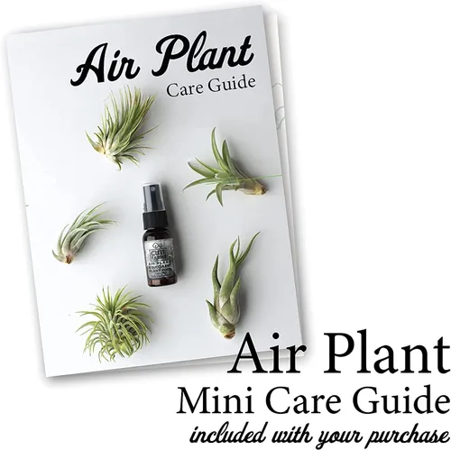 Vista 3 de Cute Farms Tillandsia - Fertilizante para plantas de aire, fórmula suave de uso diario, nutrientes formulados para plantas de aire