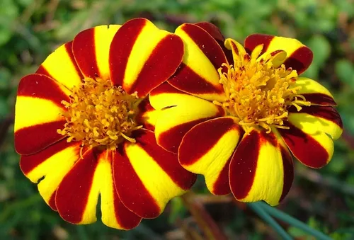 Vista 3 de Semillas Caléndulas Mr Majestic - Flores anuales para plantar - Sin OMG