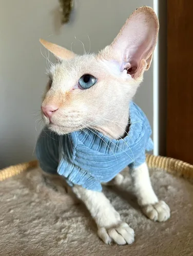 Vista 2 de Camiseta de pana de gato para Sphynx y gatos desnudos, mono de gato, traje de gato, ropa de gato, abrigo de gato, gatito bebé Grow (XS, azul)